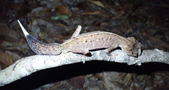 Carphodactylus laevis