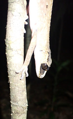 Carphodactylus laevis