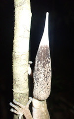 Carphodactylus laevis