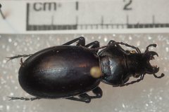 Carabus calleyi