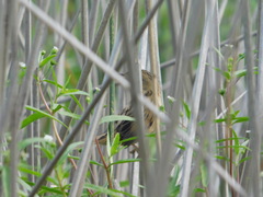 Spartonoica maluroides