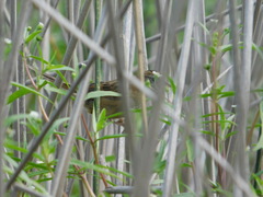 Spartonoica maluroides