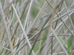 Spartonoica maluroides