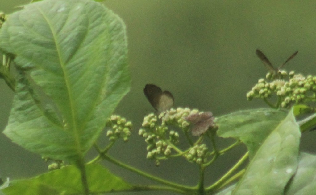 Tegosa tissoides