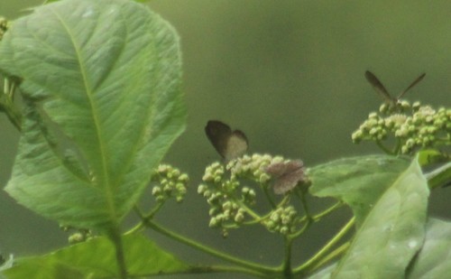 Tegosa tissoides