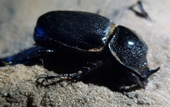 Haploscapanes barbarossa