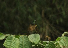 Chlorostilbon melanorhynchus