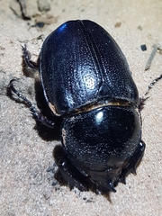Haploscapanes barbarossa