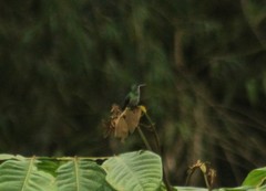 Chlorostilbon melanorhynchus