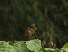 Chlorostilbon melanorhynchus