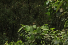 Chlorostilbon melanorhynchus