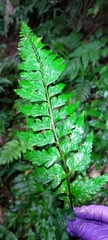 Asplenium cuneatiforme