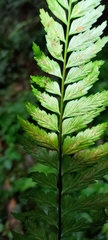 Asplenium cuneatiforme