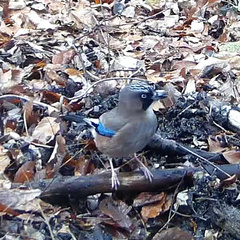 Garrulus glandarius japonicus