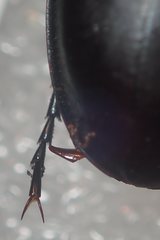 Carabus calleyi