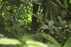 Dendrocincla fuliginosa