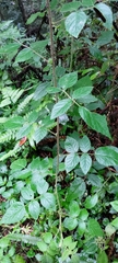 Rubus parviaraliifolius