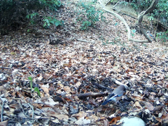 Garrulus glandarius japonicus