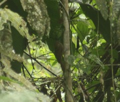 Dendrocincla fuliginosa