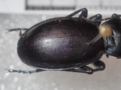 Carabus calleyi