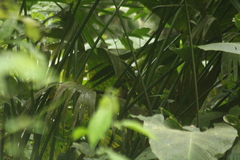 Dendrocincla fuliginosa