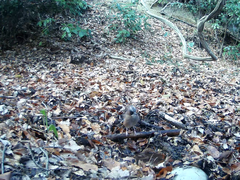 Garrulus glandarius japonicus