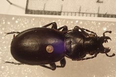 Carabus calleyi