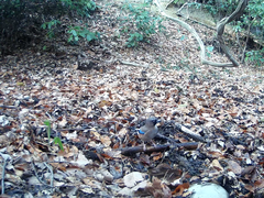 Garrulus glandarius japonicus