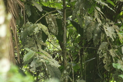 Dendrocincla fuliginosa