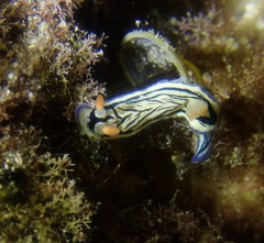 Hypselodoris maritima