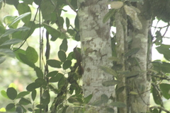 Dendrocincla fuliginosa