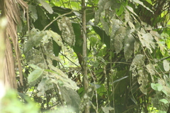 Dendrocincla fuliginosa