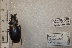 Carabus calleyi