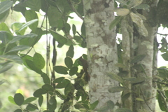 Dendrocincla fuliginosa