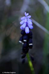 Muscari pulchellum