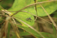 Leptofreya ambigua
