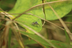 Leptofreya ambigua