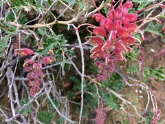 Grevillea bipinnatifida