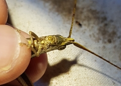 Erythropomala amaena