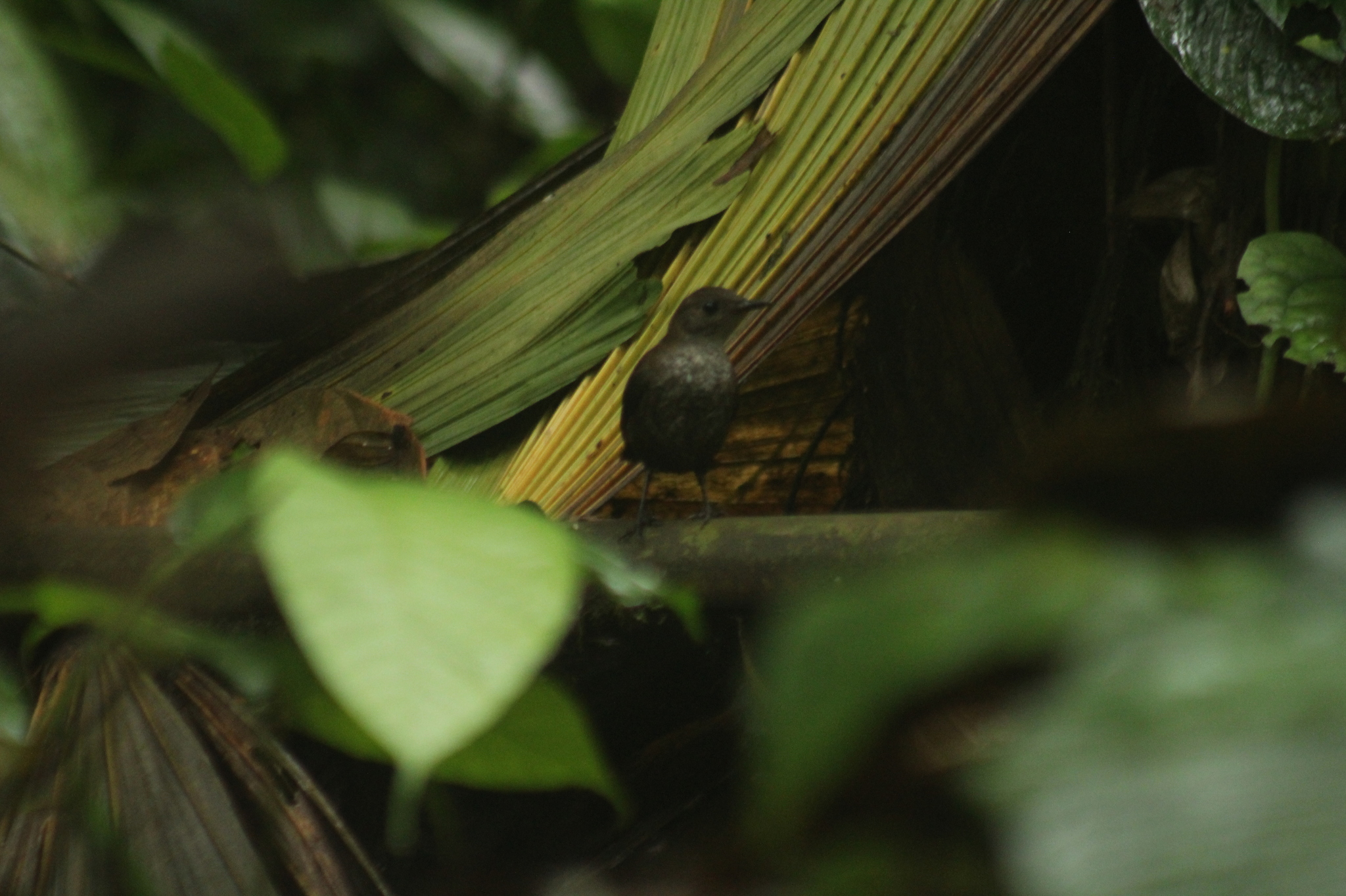 Choco Tapaculo (Scytalopus chocoensis), photo 3