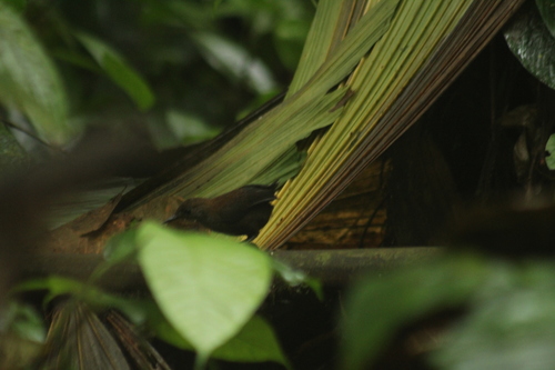 Choco Tapaculo (Scytalopus chocoensis), photo 4