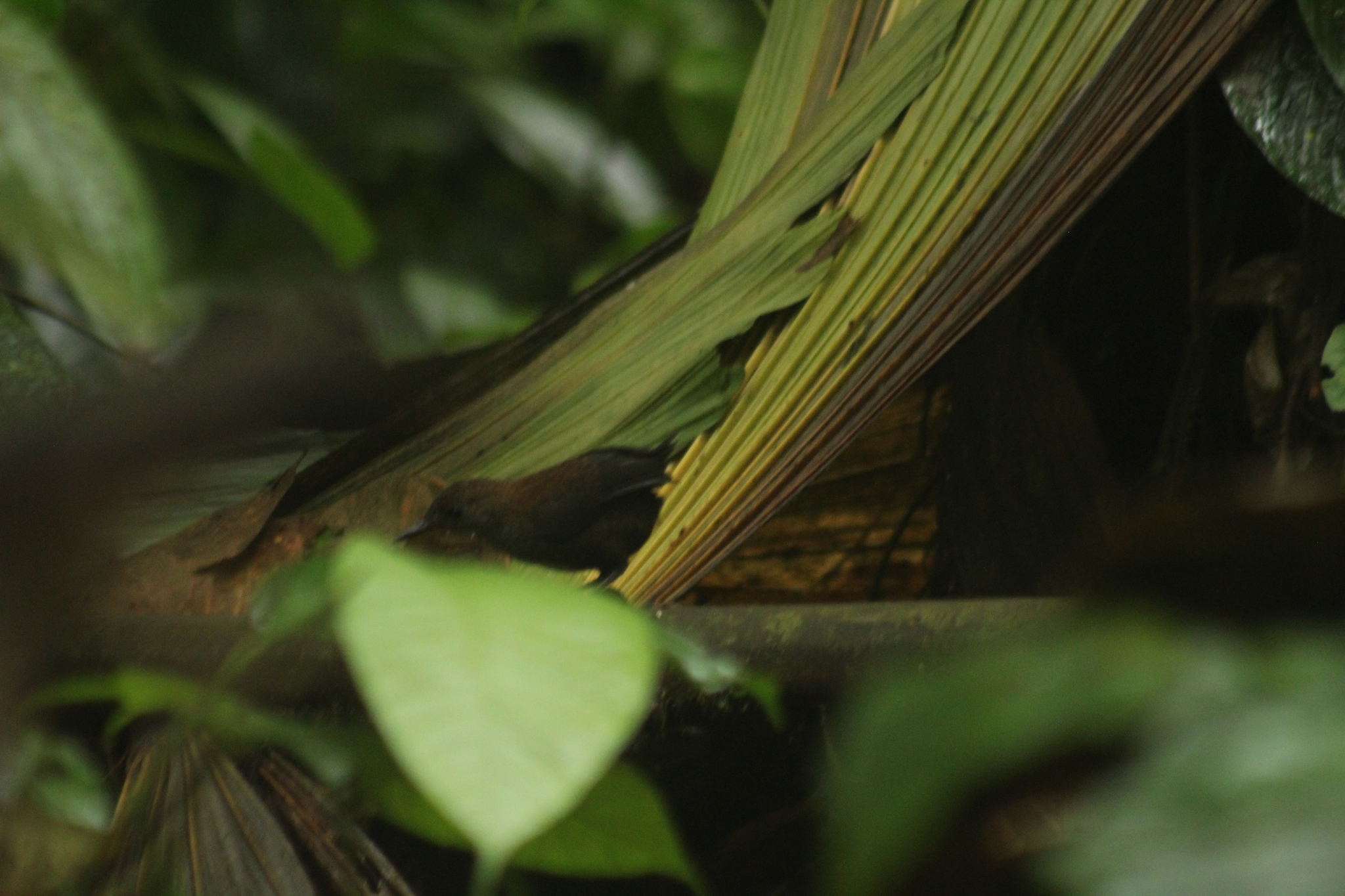 Choco Tapaculo (Scytalopus chocoensis), photo 4