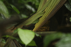 Scytalopus chocoensis