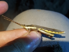 Erythropomala amaena