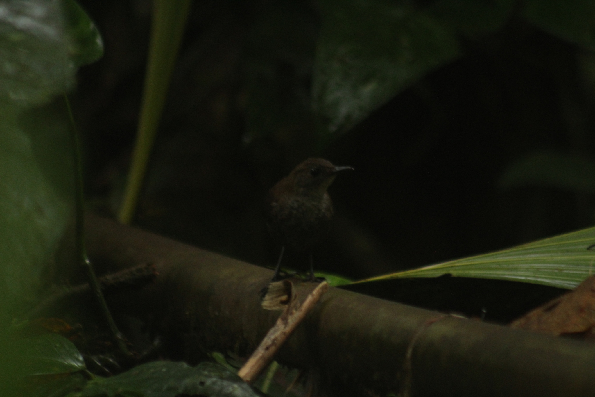 Choco Tapaculo (Scytalopus chocoensis), photo 1