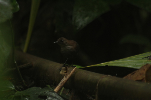 Choco Tapaculo (Scytalopus chocoensis), photo 2