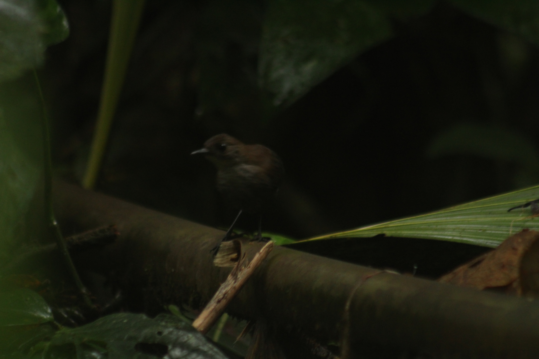 Choco Tapaculo (Scytalopus chocoensis), photo 2