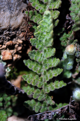 Cosentinia vellea