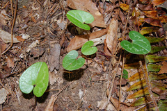 Hexastylis virginica