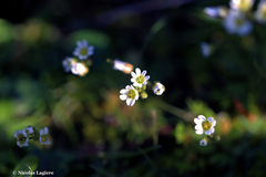 Draba praecox